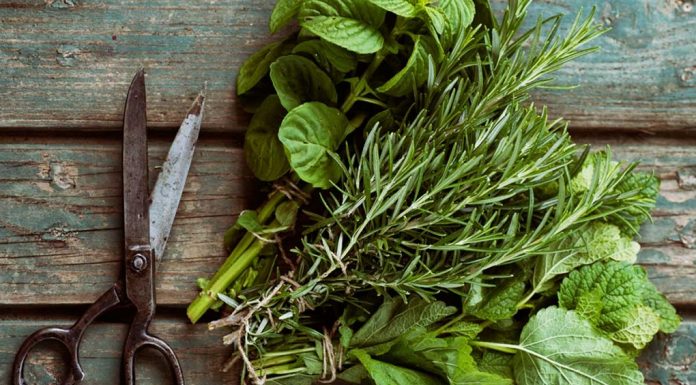 Žetva lekovitog i aromatičnog bilja