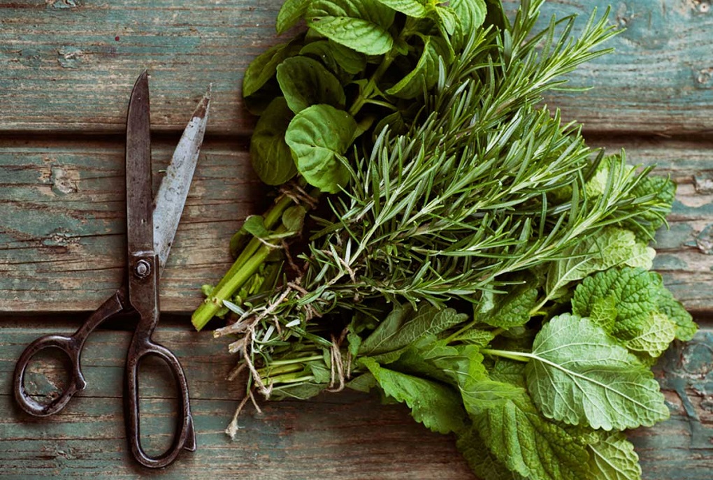 how-to-harvest-dry-herbs