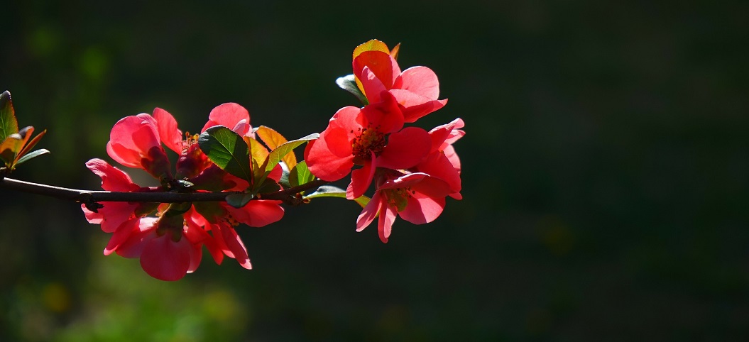 japanese-ornamental-quince-324384_1920