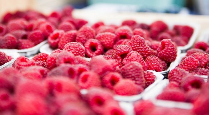 Tržište sveže maline – sortiment i tehnologija gajenja