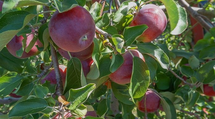 IPARD fondovi namenjeni sektoru voćarstva