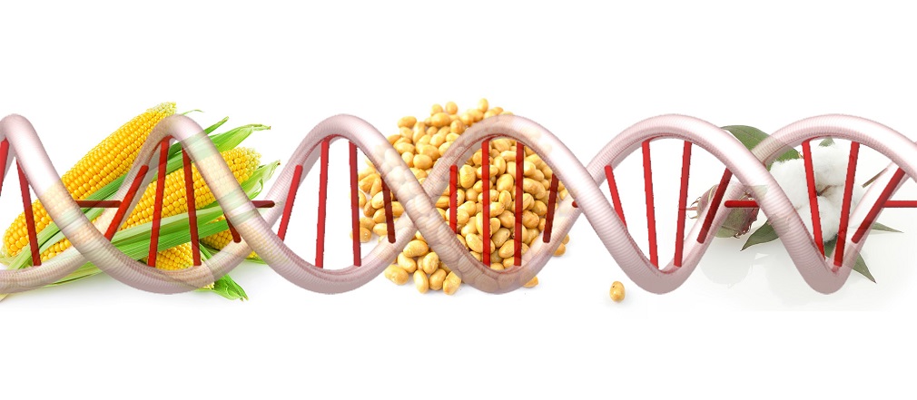 gmo sta je gmo (1)