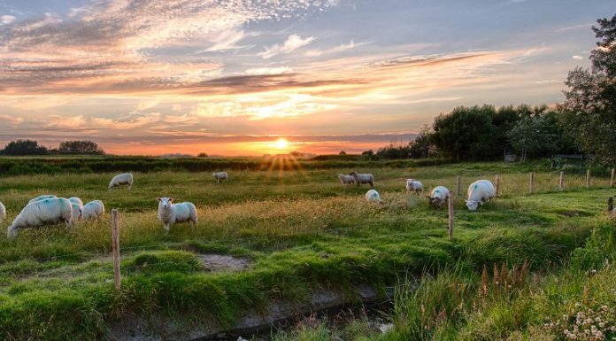 Starost ovaca kao razlog za isključenje iz priploda