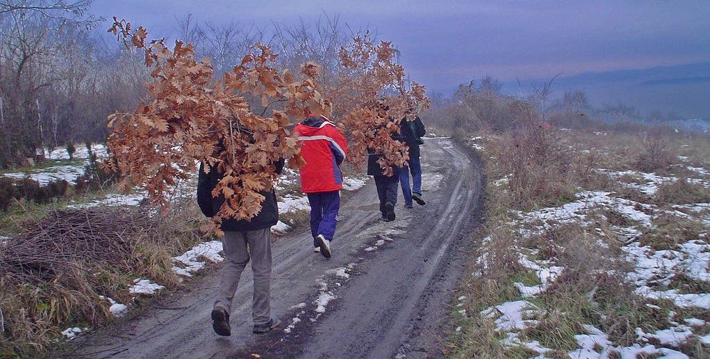 badnjak seca apel 2018 (4)