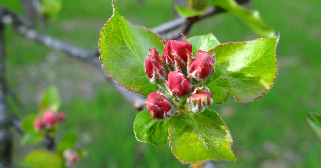 vegetacija temperatura vocke (2)
