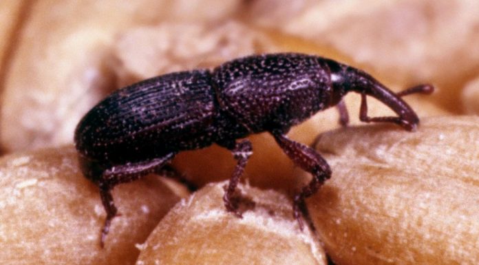 Štetni insekti uskladištenih strnih žita i mere suzbijanja