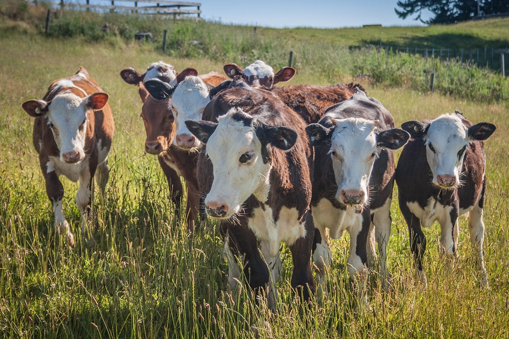 FAO pomaže veterinarima u Srbiji (3)