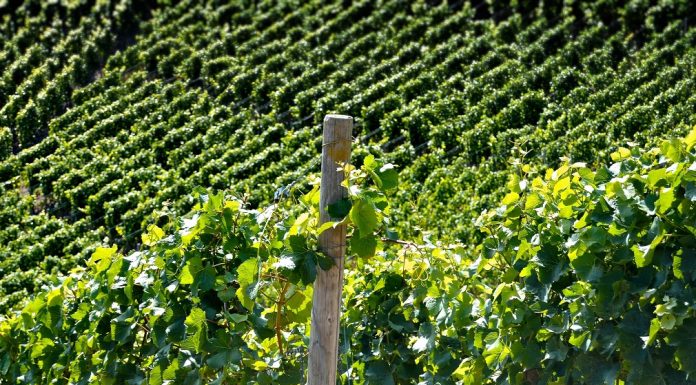 Način i postupak upisa u Vinogradarski registar