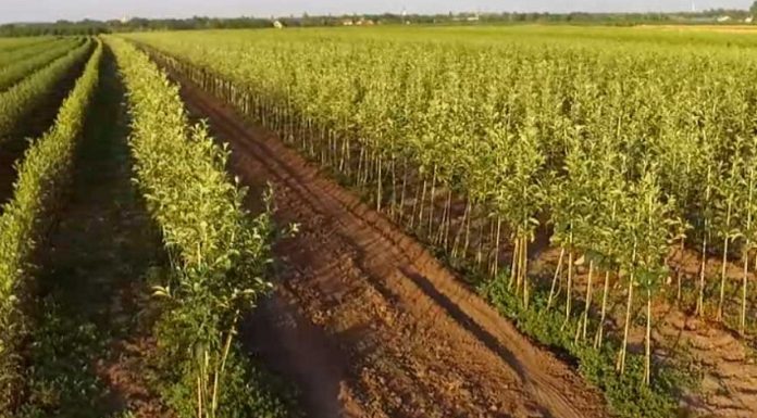 Zdrav sadni materijal – preduslov uspešne proizvodnje