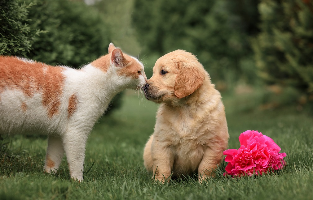 Baštenske biljke otrovne za pse i mačke (3)