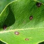 Siva pegavost lista kruške (2)