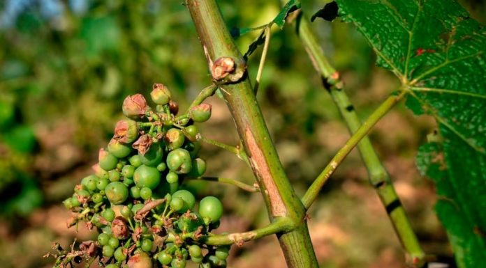 Nega vinograda oštećenih gradom