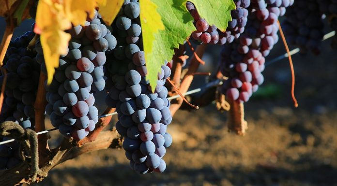 Vinova loza i štetno dejstvo visokih temperatura