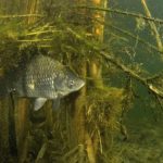 Babuška – riba koja je osvojila naše reke (3)