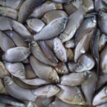 Babuška – riba koja je osvojila naše reke (5)