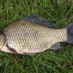 Babuška – riba koja je osvojila naše reke (6)