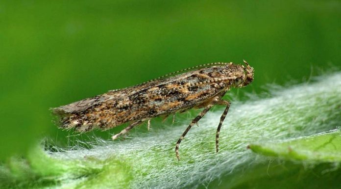 Moljac paradajza