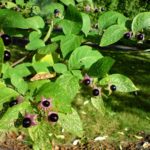 Velebilje – otrovna lekovita biljka (5)