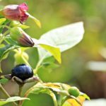 Velebilje – otrovna lekovita biljka (7)