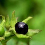 Velebilje – otrovna lekovita biljka (9)