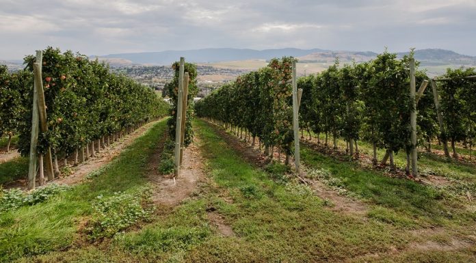 Mikrobiološka đubriva u voćarstvu