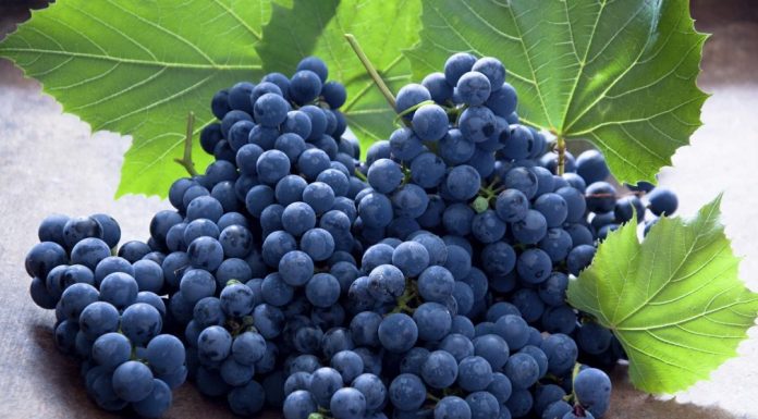 IPARD podsticaji za sektor vinogradarstva