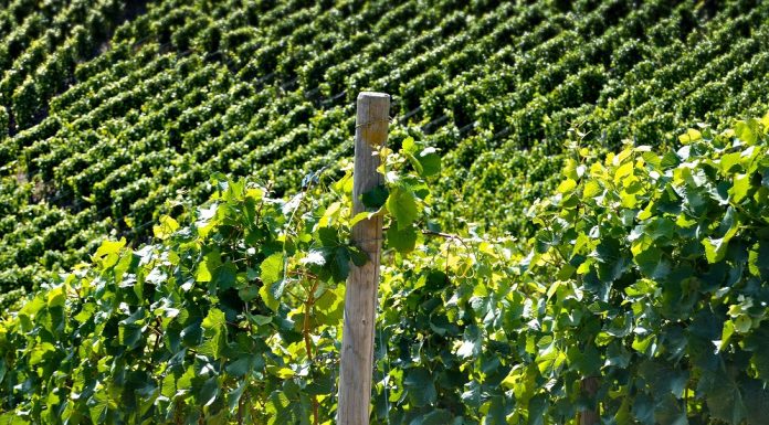 Izbor položaja za podizanje vinograda