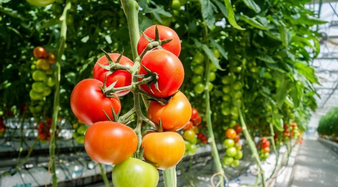 Bolesti paradajza u zaštićenom prostoru
