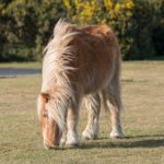 Neustrašivi šetlandski poni (1)
