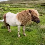 Neustrašivi šetlandski poni (2)