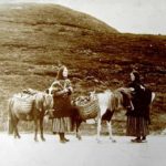 Neustrašivi šetlandski poni (3)