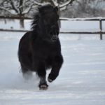 Neustrašivi šetlandski poni (4)