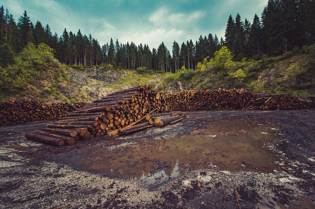 Šumarstvo i drvna industrija moraju tesno da sarađuju (4)