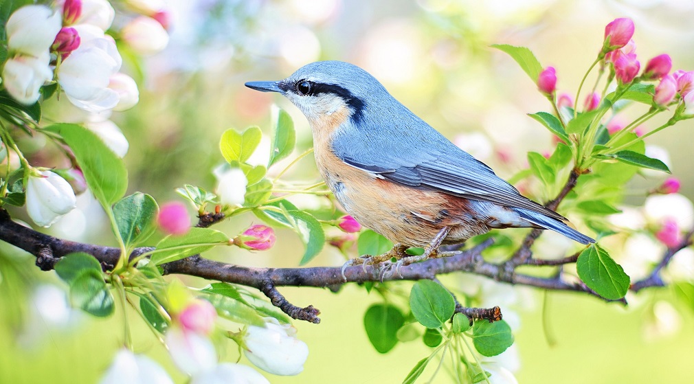 Veliko priznanje za srpske ornitologe (3)