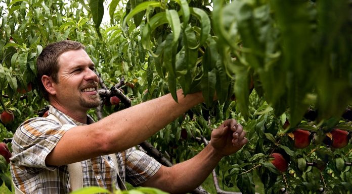 Prednost privatnog sektora u agraru