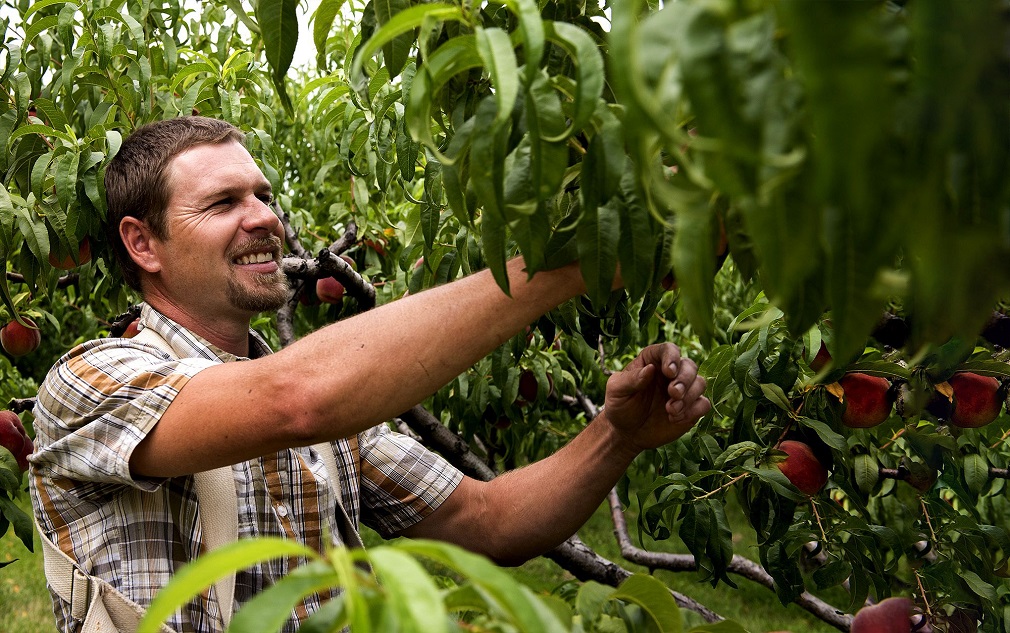 Samo ujedinjeni opstajete na tržištu, poručuje Krkobabić malim farmerima (1)