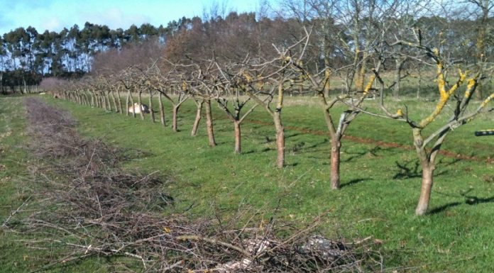 Određivanje intenziteta rezidbe voćnih stabala