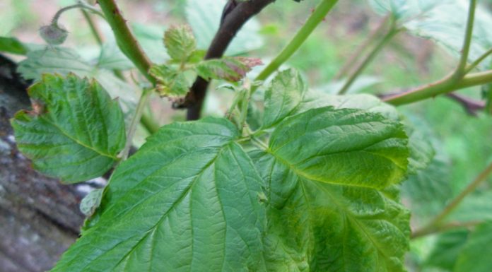 Eriofidna grinja lista maline