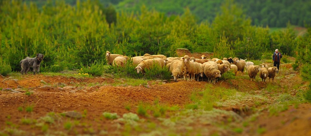 Selo dobija novu poziciju u Ustavu Srbije (5)