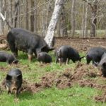 Berkšir – rasa svinja čiji je opstanak ugrožen (2)