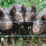 Berkšir – rasa svinja čiji je opstanak ugrožen (3)