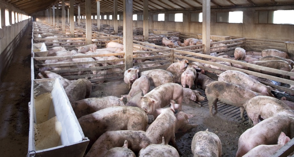 Meso inficirano afričkom kugom svinja stiglo do Severne Irske (4)