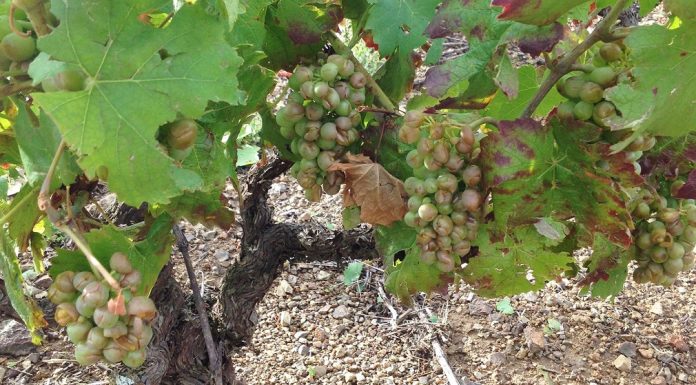 Nega vinograda posle vremenskih nepogoda