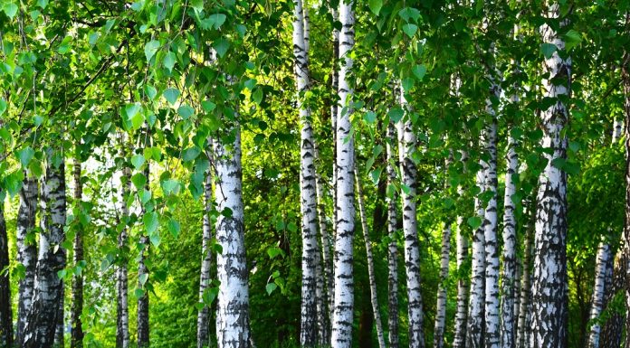 Breza – lekovita srebrna kraljica šuma