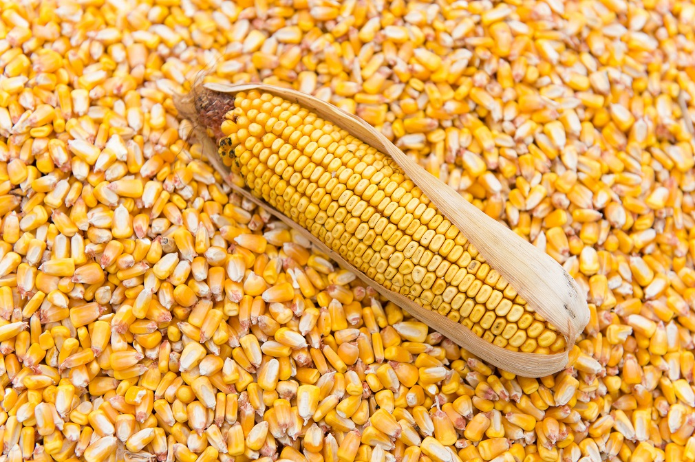 Stočari nezadovoljni uslovima za razmenu kukuruza za tovnu junad (6)