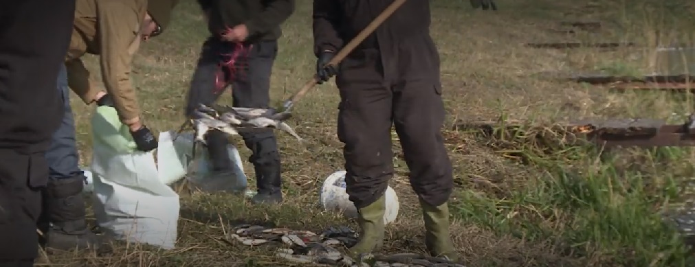 Šećerana u Crvenki odbacuje optužbe za pomor ribe (2)