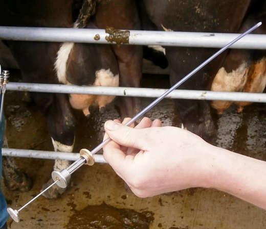 Mladenovac regresira troškove veštačkog osemenjavanja goveda iz 2020.  godine - Agro TV