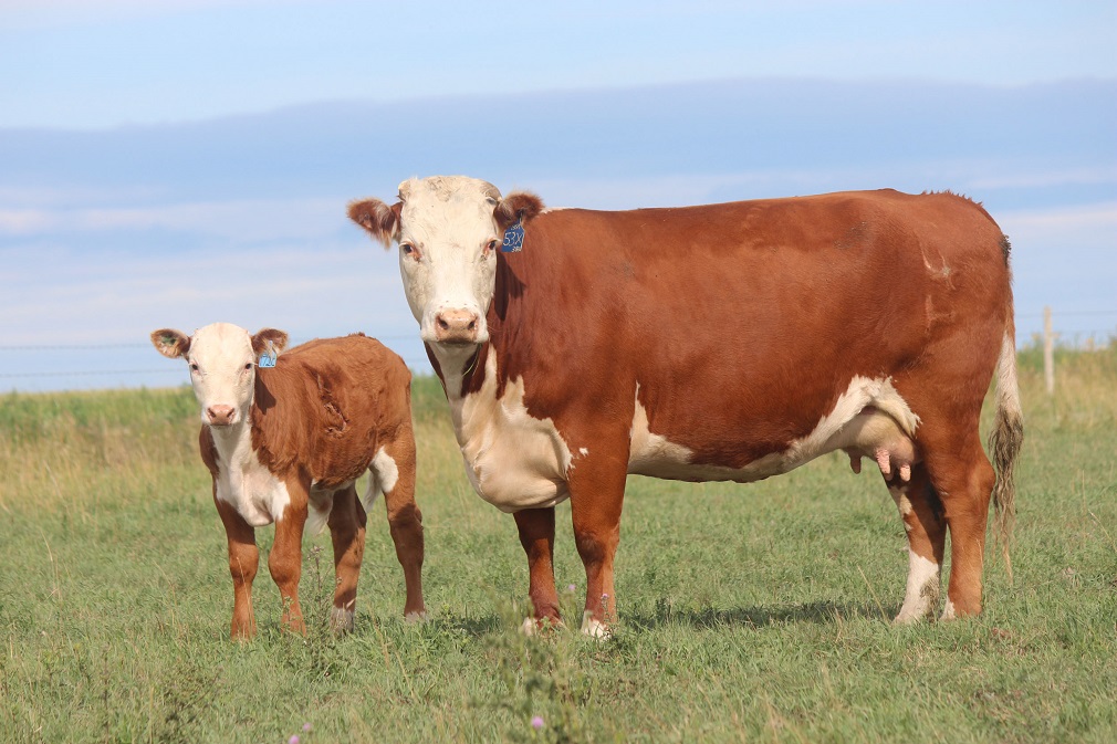 Hereford rasa goveda (3)