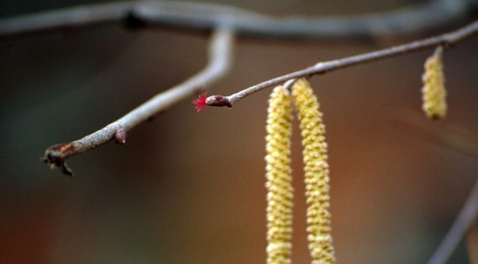 Biološka kontrola rodnosti leske