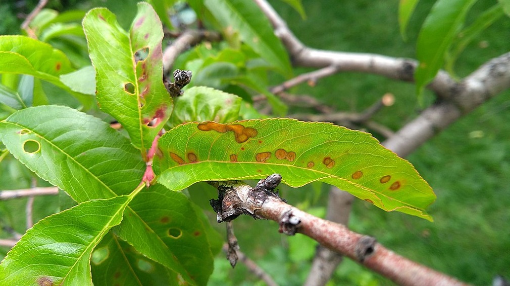 Stigmina carpophila – izazivač rupičavosti lišća koštičavog voća (3)